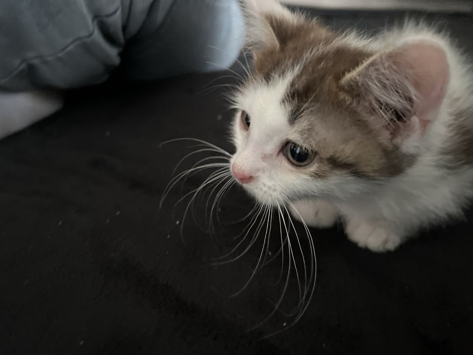 Отдам котенка 3 месяца