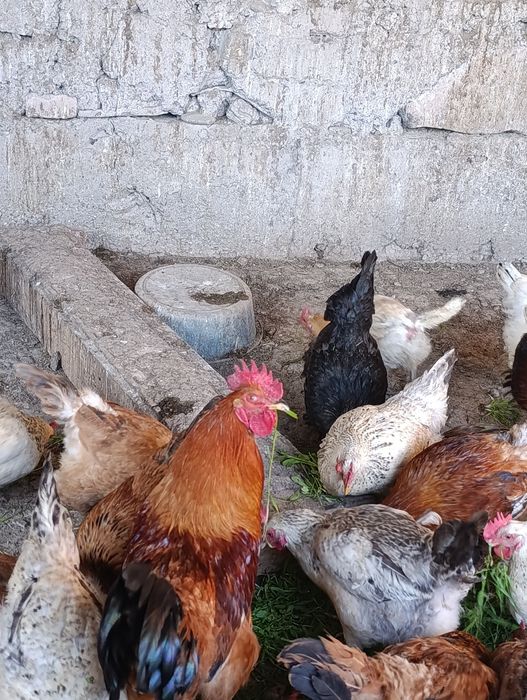 Петух кораз домашний