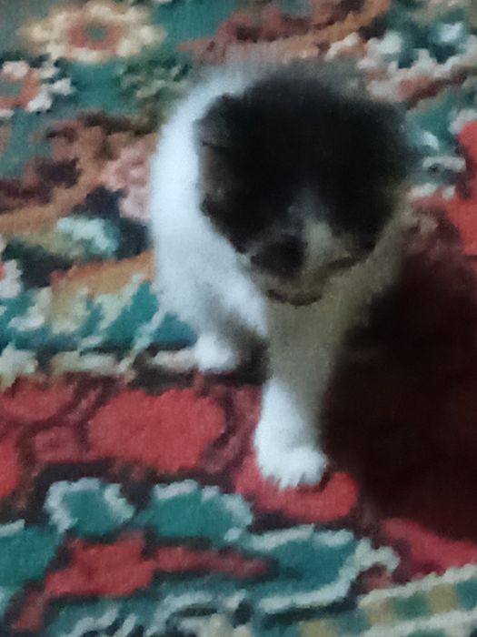 Отдам котят в добрые руки