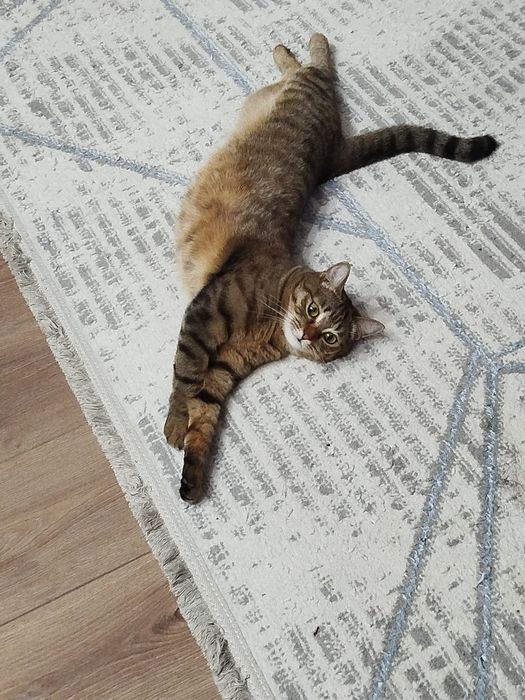 Кошка (стрелизованная)