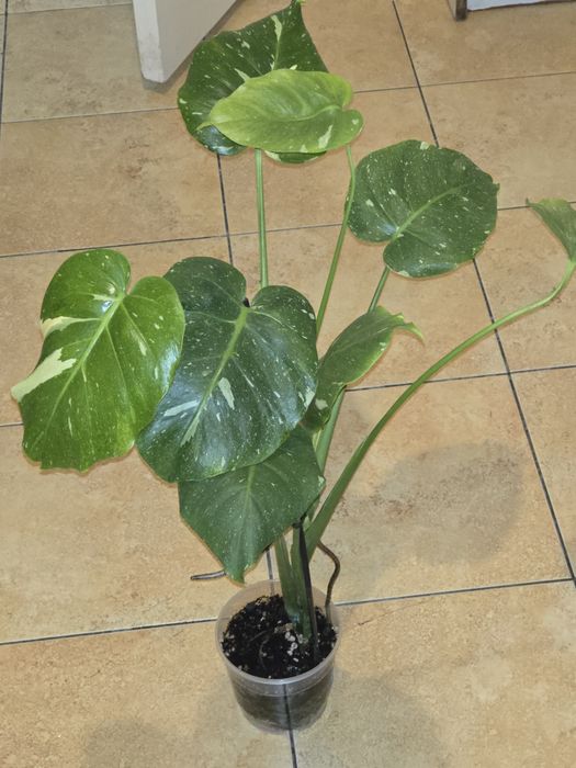 монстера тайское созвездие