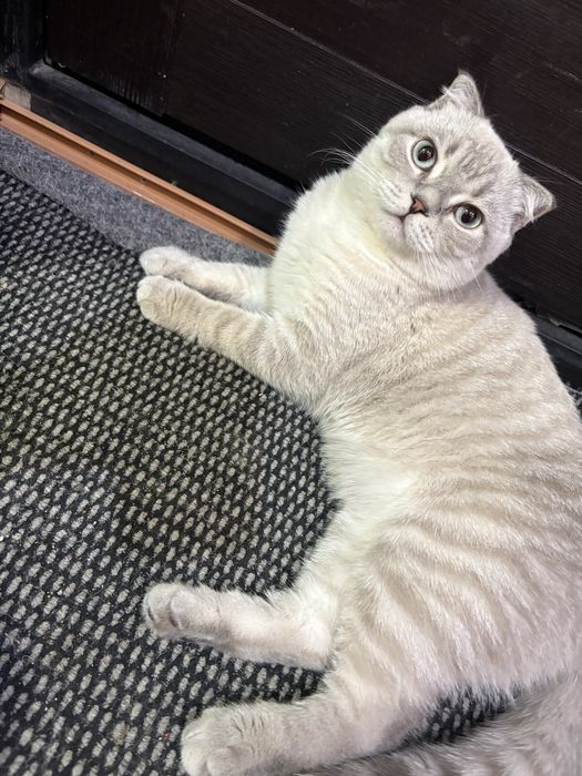 Продам Шотландская вислоухая