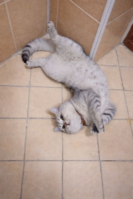 Продаётся кот шиншилла