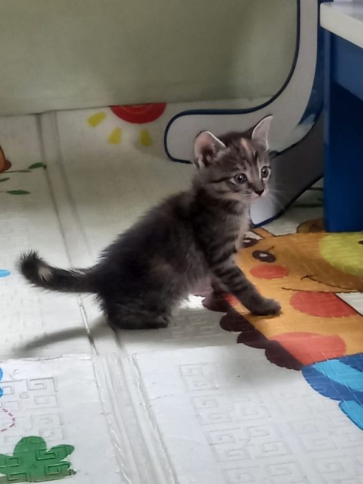 Отдам котят бесплатно