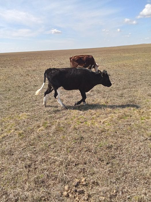 Продам бычка на выбор одного