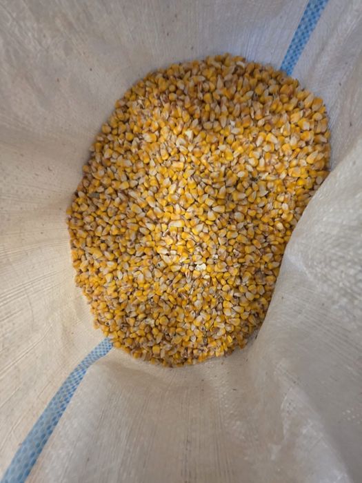 Vând porumb boabe