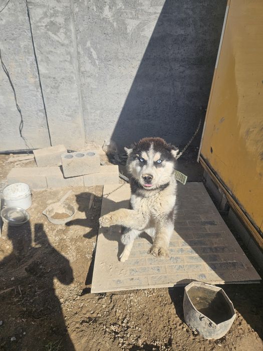 Хаски имя Баронннн