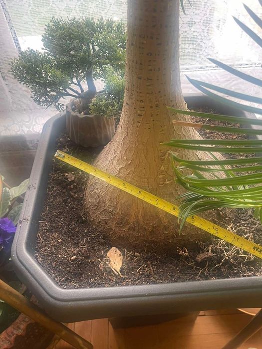 Нолина _ екзотично цвете