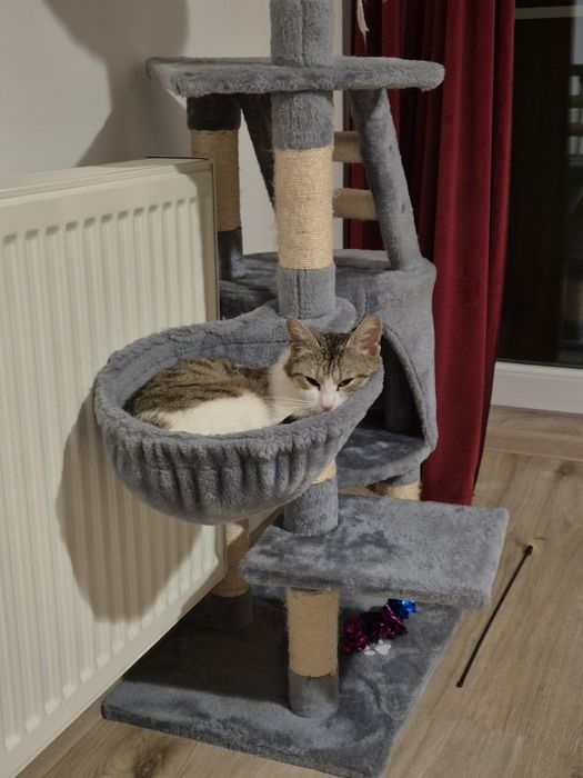 Mara pisica cauta familie