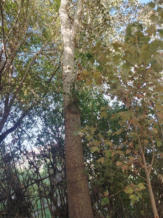 Бака терак сотилади