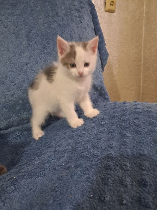 Отдам котят 1.5 месяные