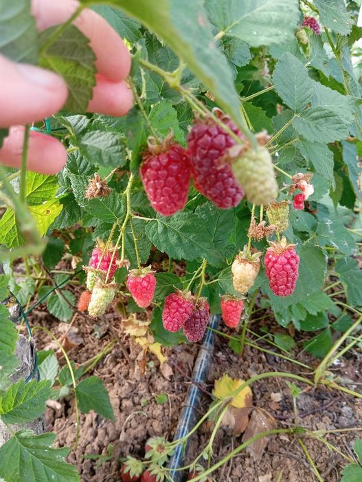 Producator Butași Tayberry  Hibrid rar, mur , capsuni remontante