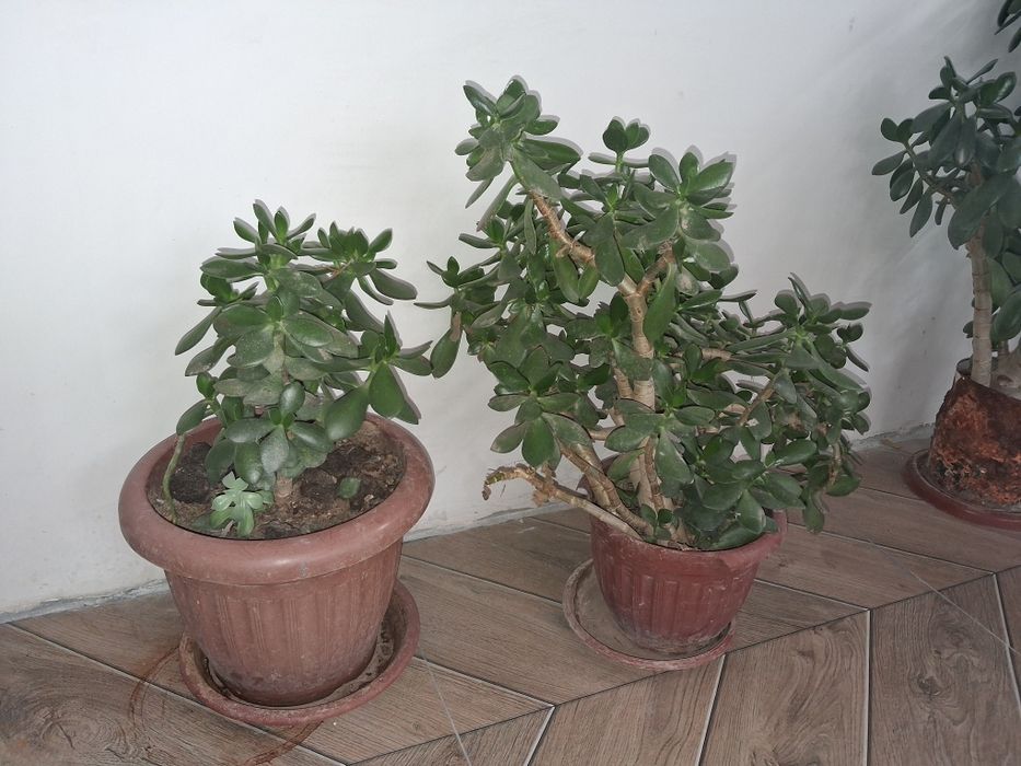 Продаются цветы денежное дерево от 100тыс. до 300тыс.