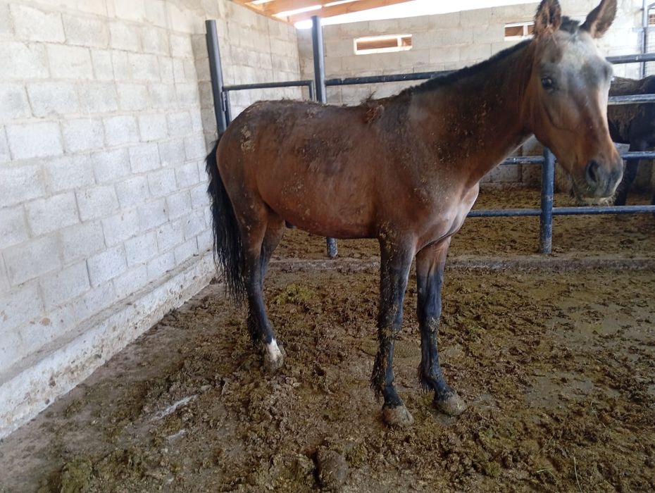 Жылқы қунан сатылады