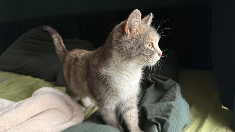 Кошечка отдам в добрые руки