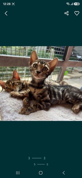 Бенгальский кот и котята