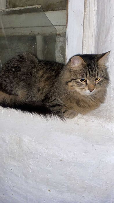 отдам в добрые руки молодого кота