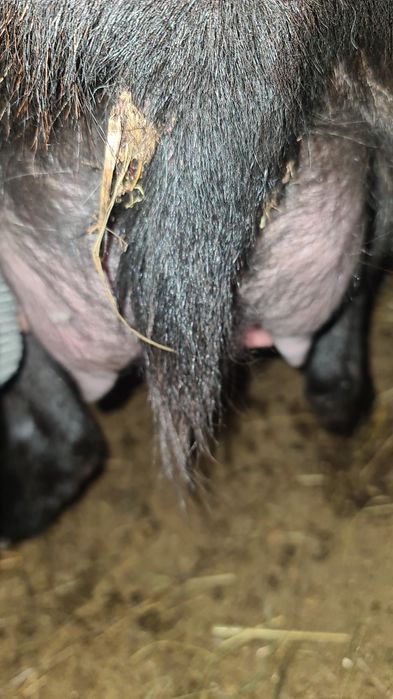 3 capre tinere cu iezi