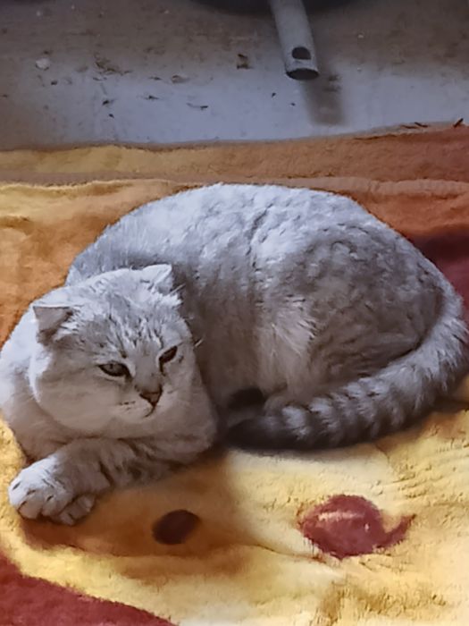 Продается веслоухая кошка
