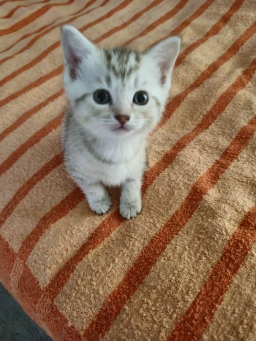 Отдам котят в добрые руки