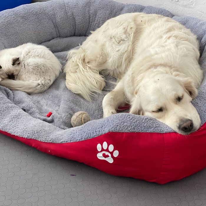 Легло за голямо куче с лапичка ХХЛ червен