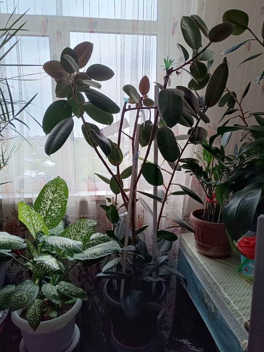 Продам фикус каучуконосный