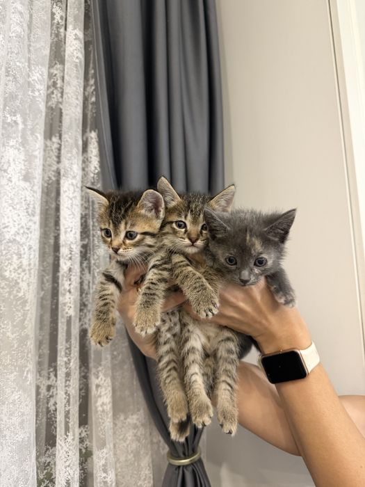 Отдам котят !В добрые руки!