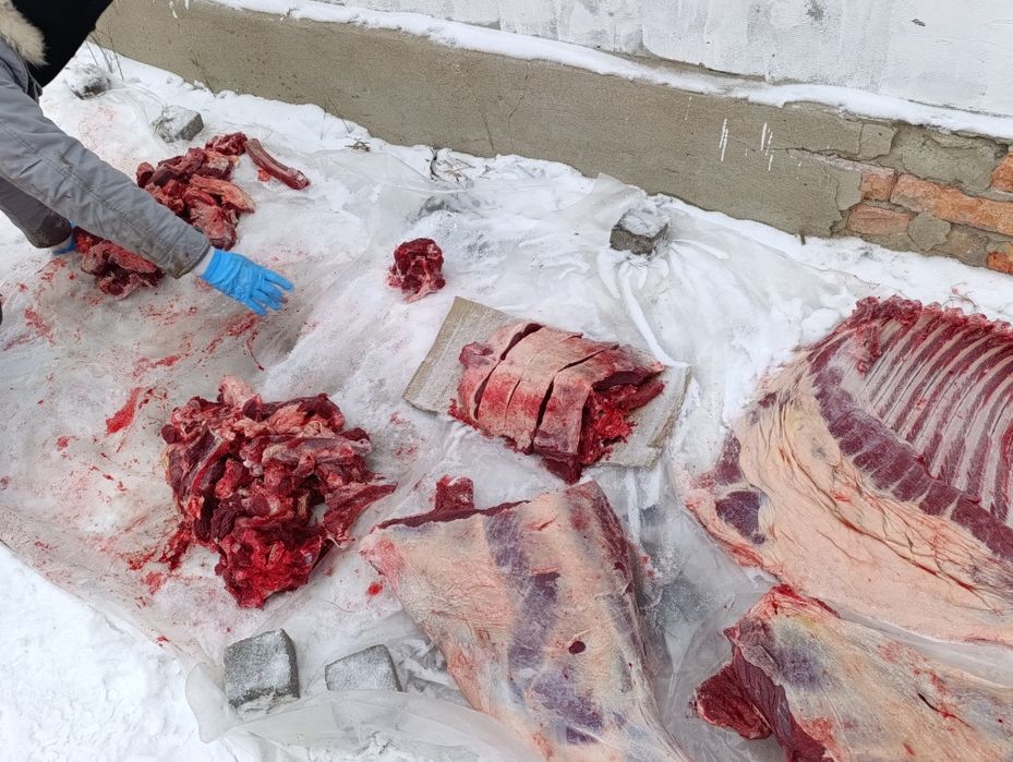 Продам мясо конина таичик