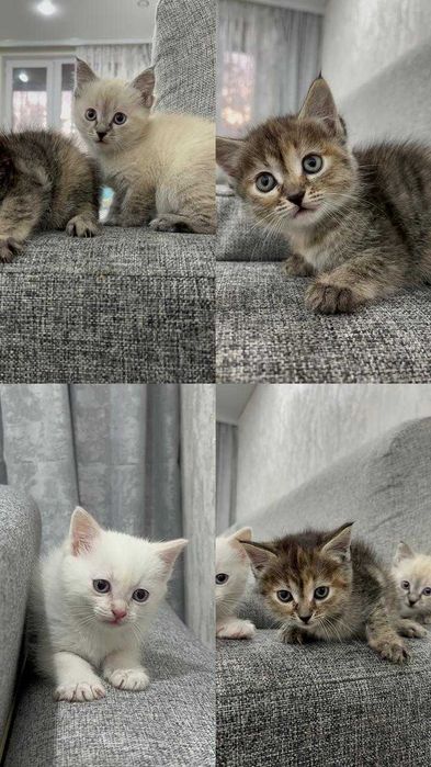 Маленькие котята