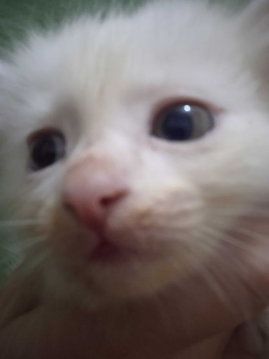 Разноглазый мальчик турецкой ангоры, 40 дней.