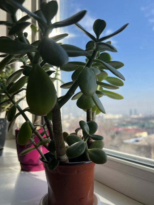 цветы домашние Толстянка/Красула