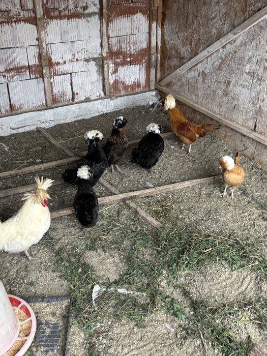 Gaini motate olandeze