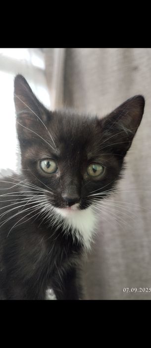 Отдам доморощенных  котят