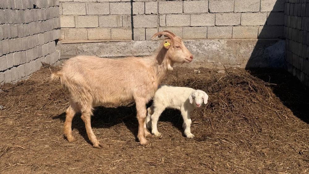 Занен ешкілер орыс