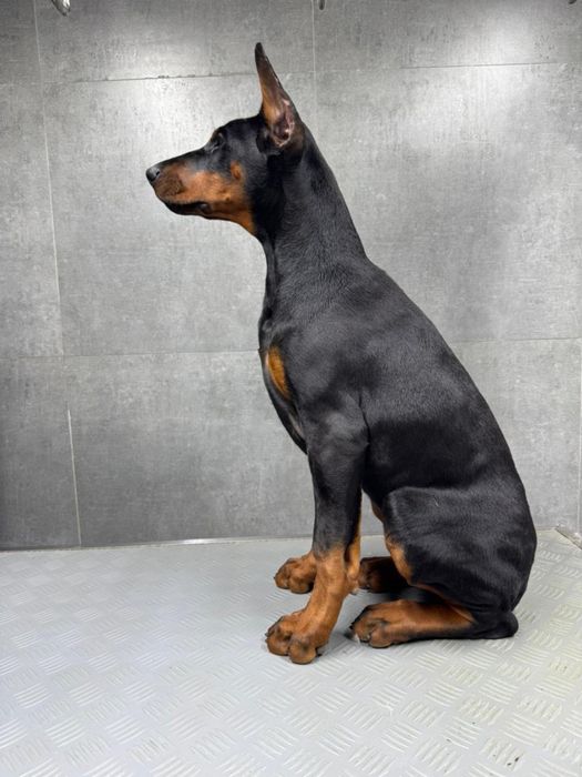 Подрощенный щенок добермана ( девочка)