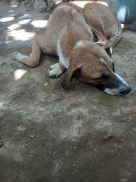 Бесплатно собак отдам