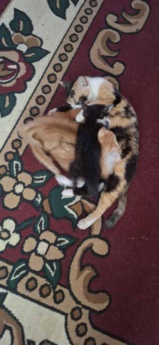 Отдам        котят