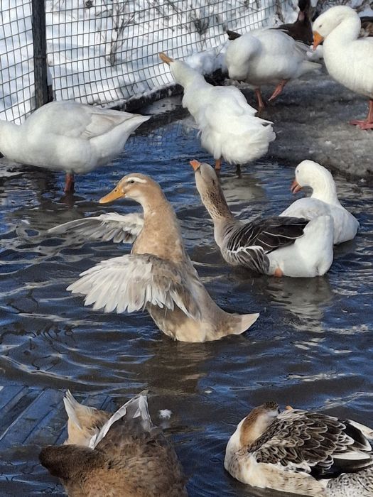 Утки и утаки разные 50 шт