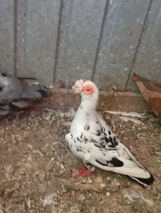 King și Caranulati de Oradea dau la schimb cu alte rase.