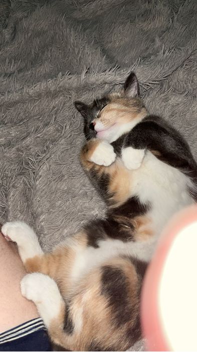 Отдам в добрые руки