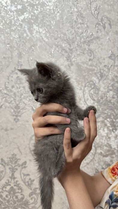 Продается британский котенок