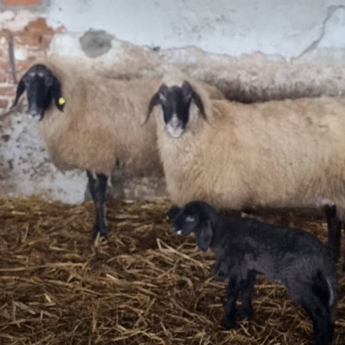 Oi carabase de Teleorman de vanzare