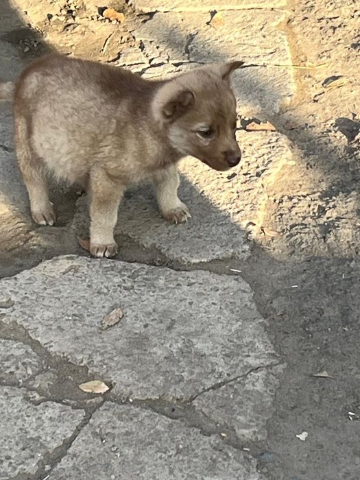 Одам щенят щенят