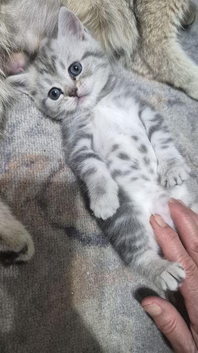 Котята шиншилла шотландские