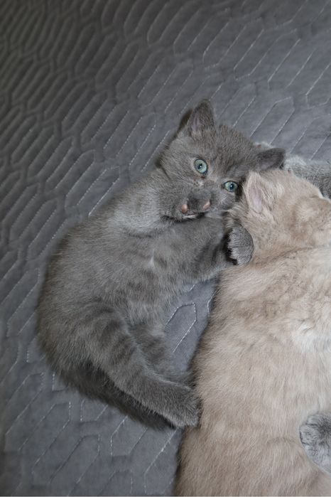 Британские котята ищут дом