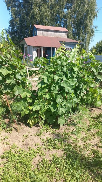Продам дачу с/т Учитель