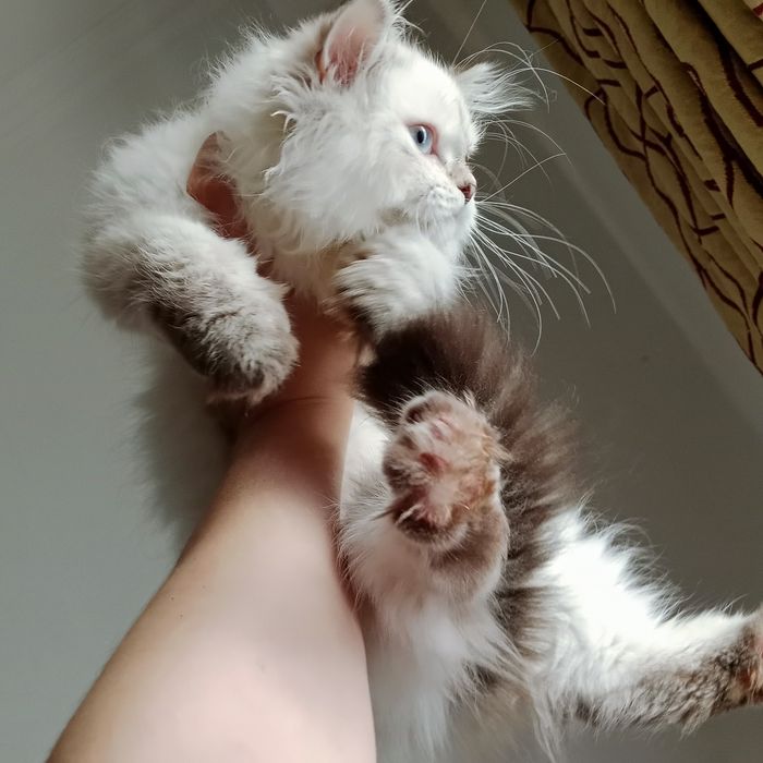 Скоттиш Страйт Хайленд Поинт