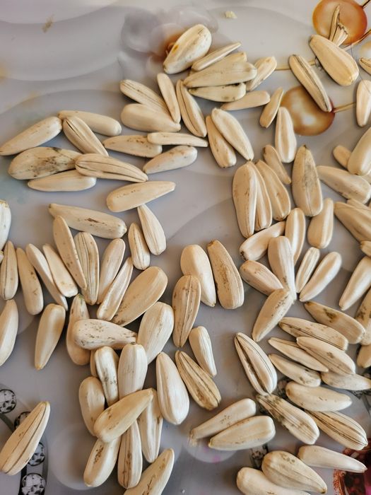 Отборные семечки