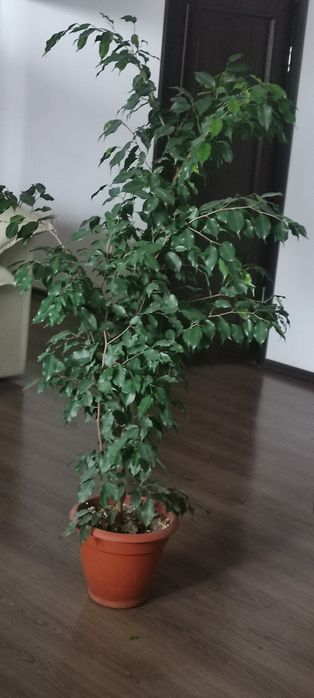 Фикусы  Бенджамина