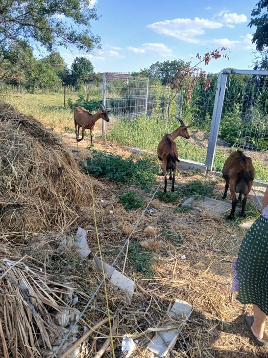 Vand iezi alpina franceza